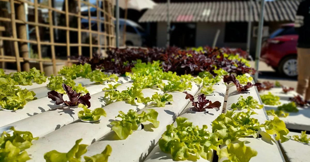 découvrez l'aquaponie, une méthode durable combinant culture de plantes et élevage de poissons pour un écosystème équilibré et respectueux de l'environnement.