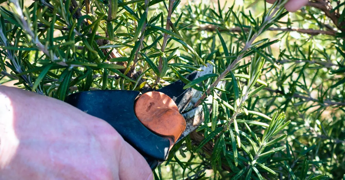 découvrez les meilleures techniques de taille des plantes pour favoriser leur croissance, améliorer leur santé et embellir votre jardin toute l'année.