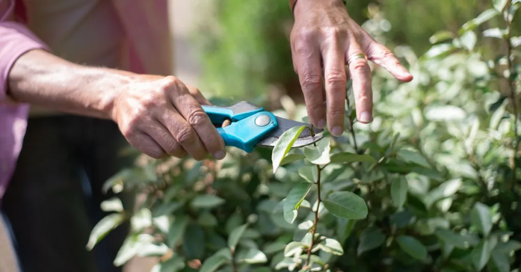 apprenez les techniques essentielles de la taille des plantes pour favoriser leur croissance, améliorer leur santé et embellir votre jardin.
